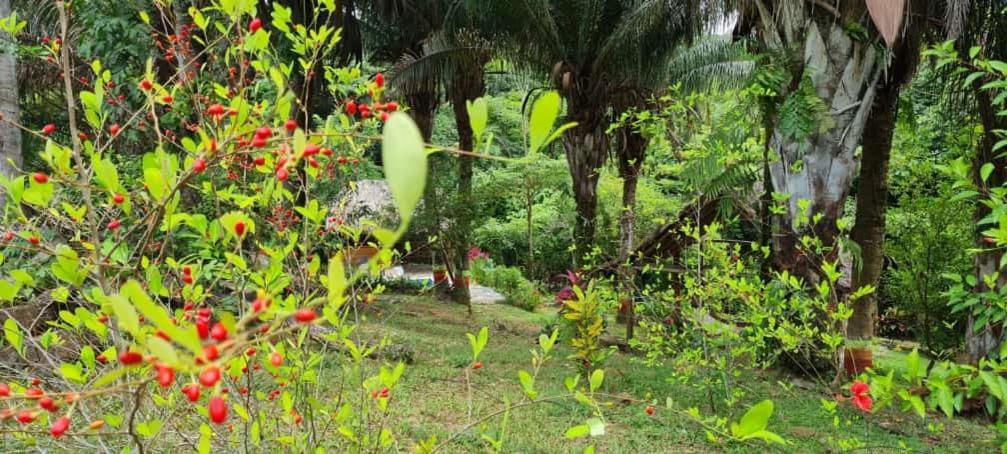Eco Hostal Monolandia Эль-Саино Экстерьер фото