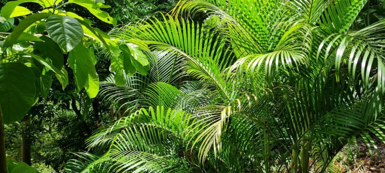 Eco Hostal Monolandia Эль-Саино Экстерьер фото
